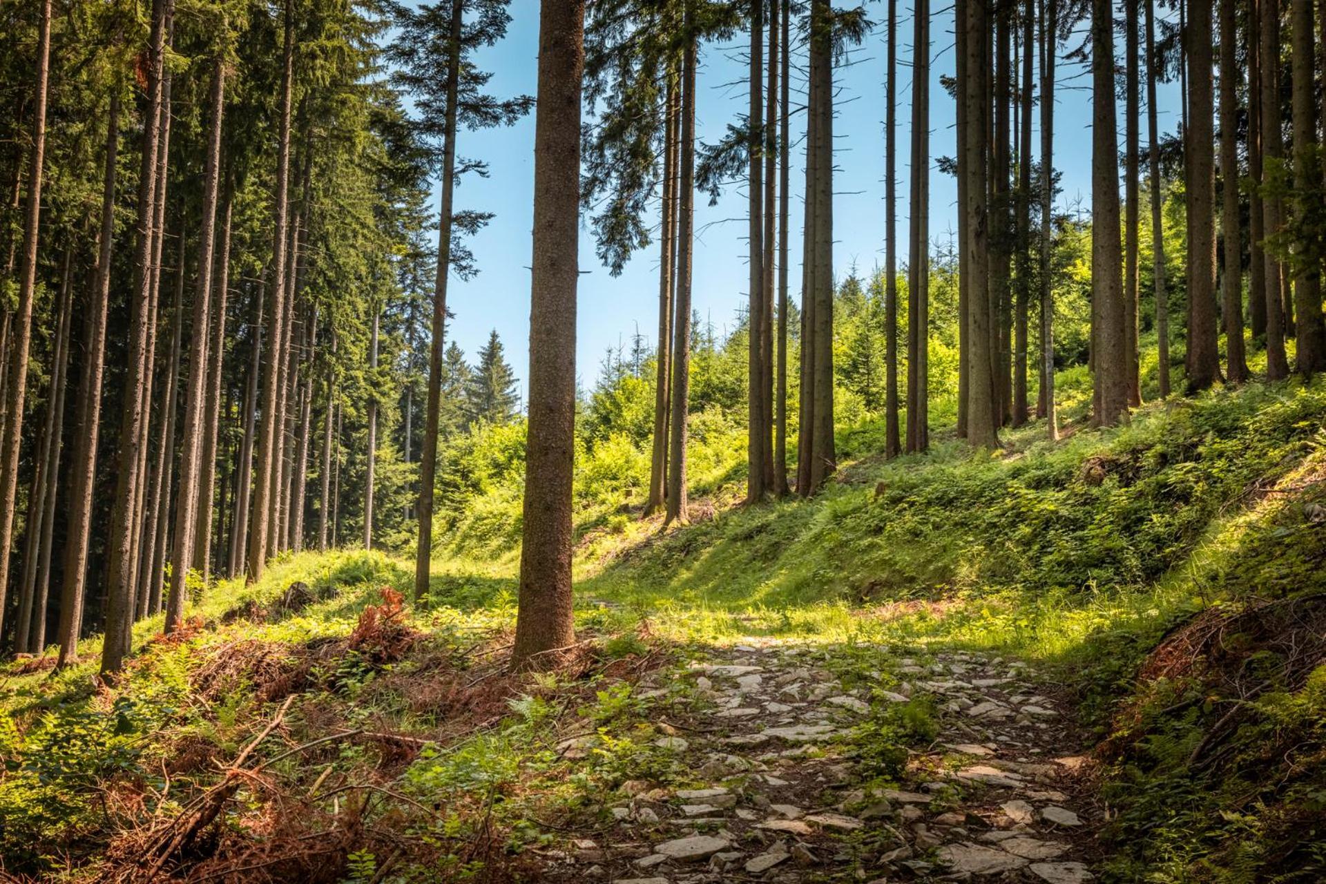 Ferienwohnung Angerlgut Sankt Koloman Exteriör bild